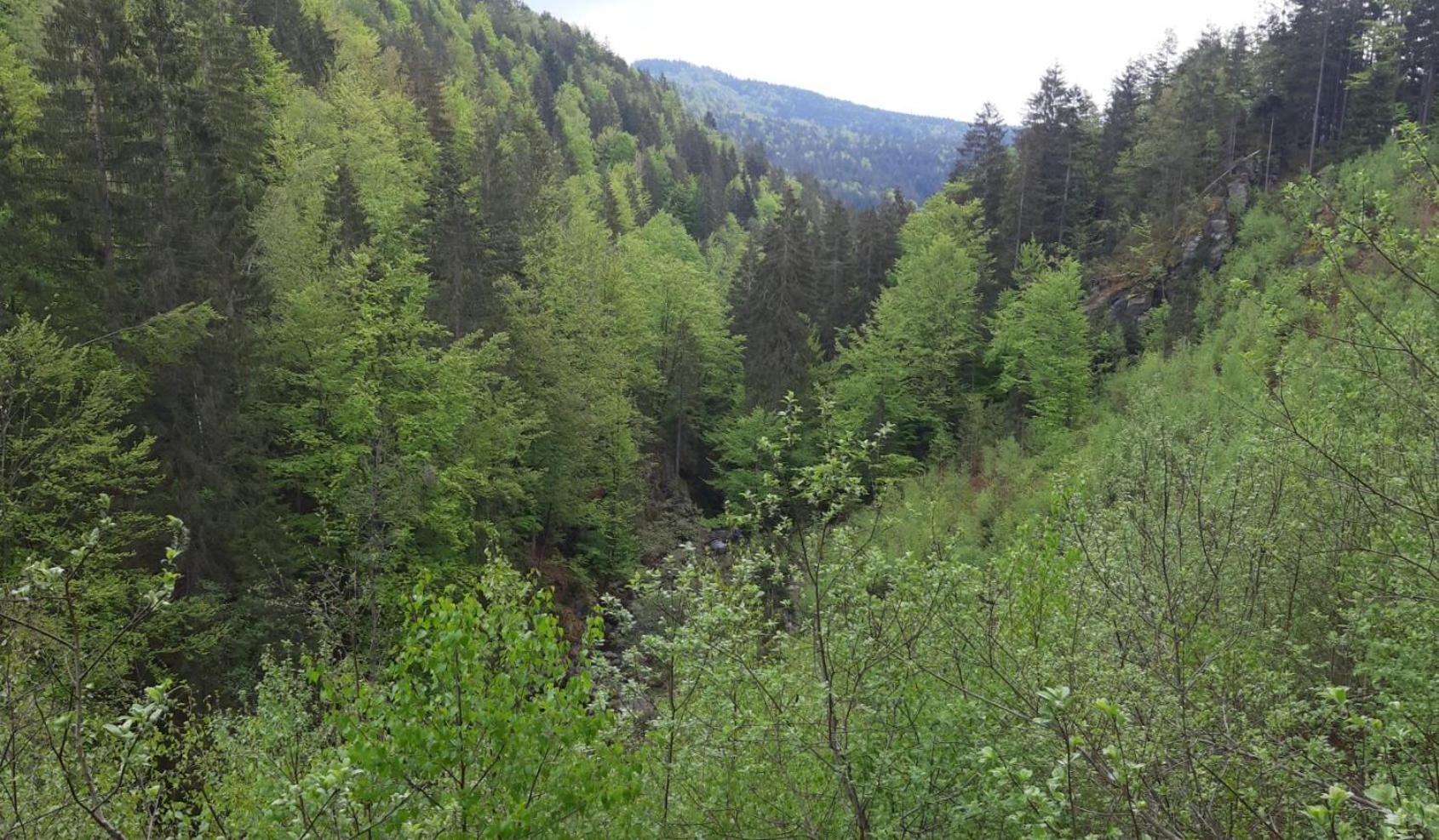 Gaestehaus Am Goldberg Sankt Oswald-Riedlhuette Kültér fotó
