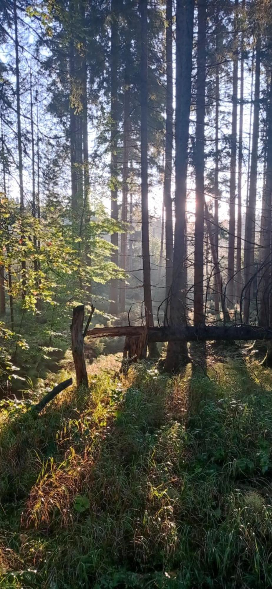 Gaestehaus Am Goldberg Sankt Oswald-Riedlhuette Kültér fotó